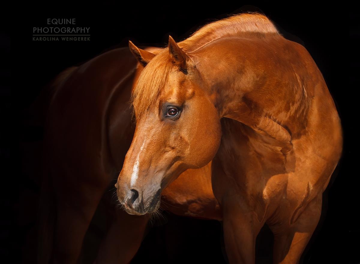 AQH stallion, ST Spanish Springer, Ranczo Stańsk